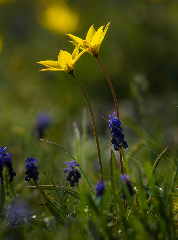 Тюльпан Биберштейна