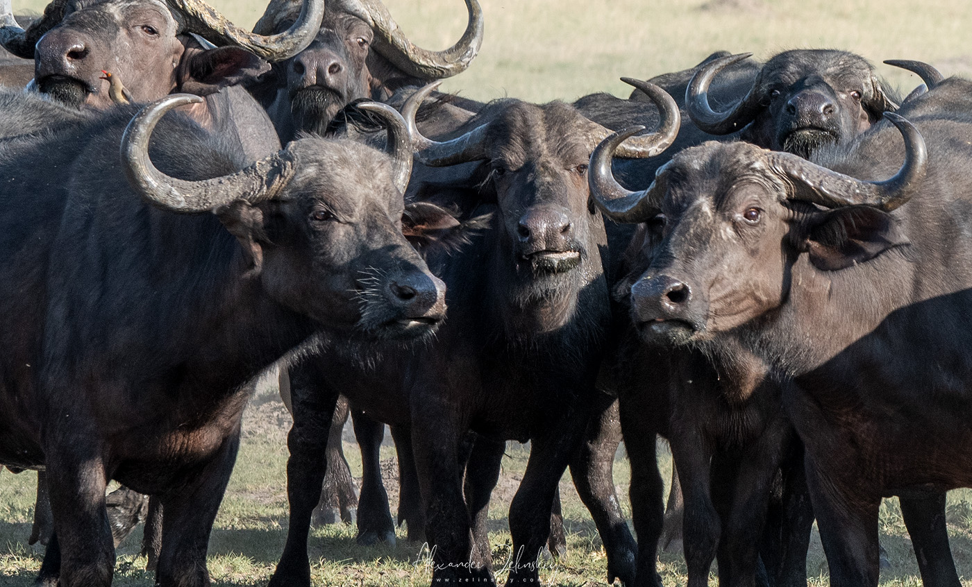 Старейшины