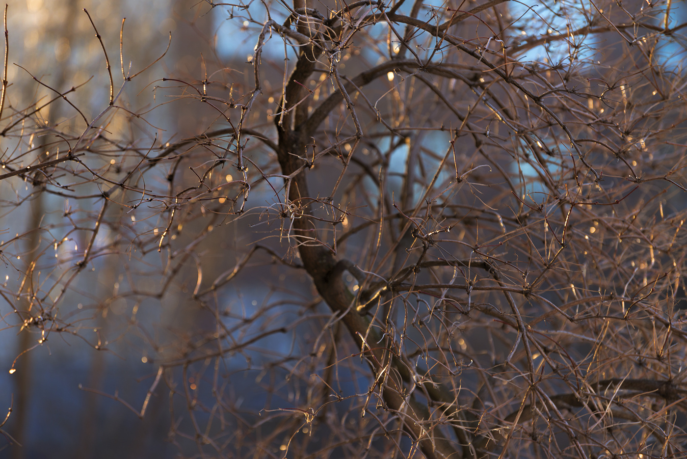 домашний интимный пейзаж