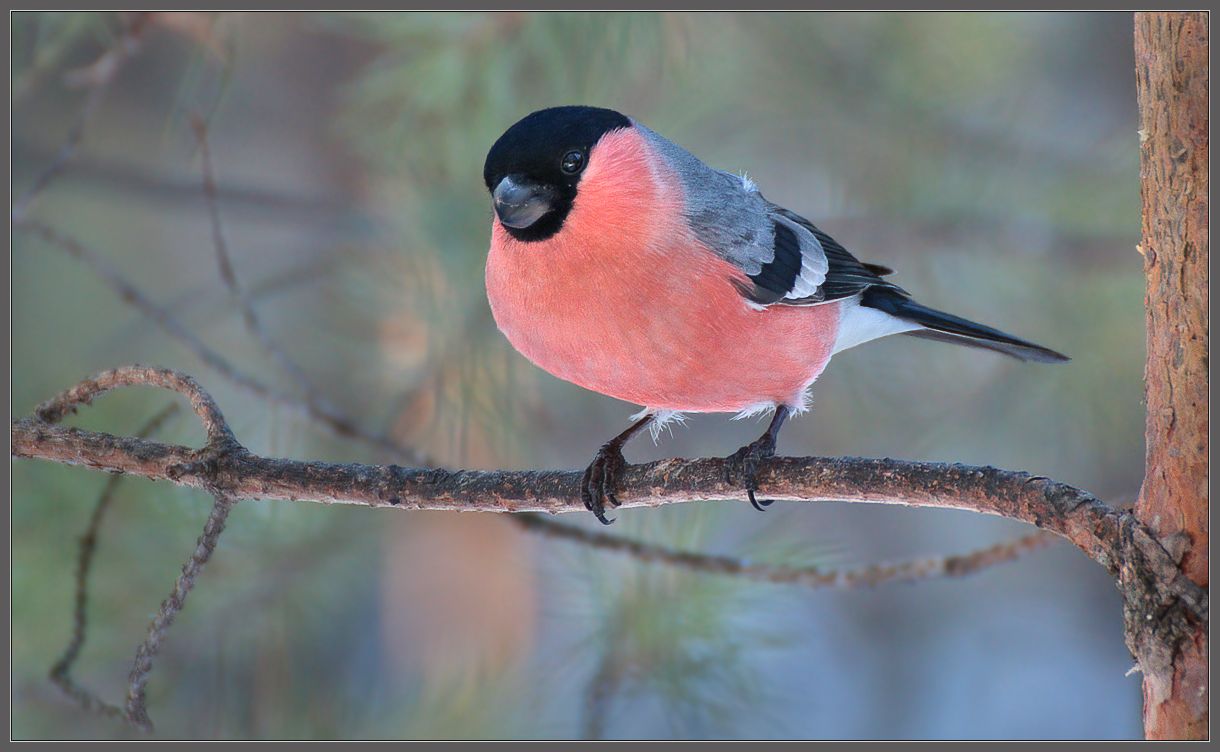 Франт из чащобы
