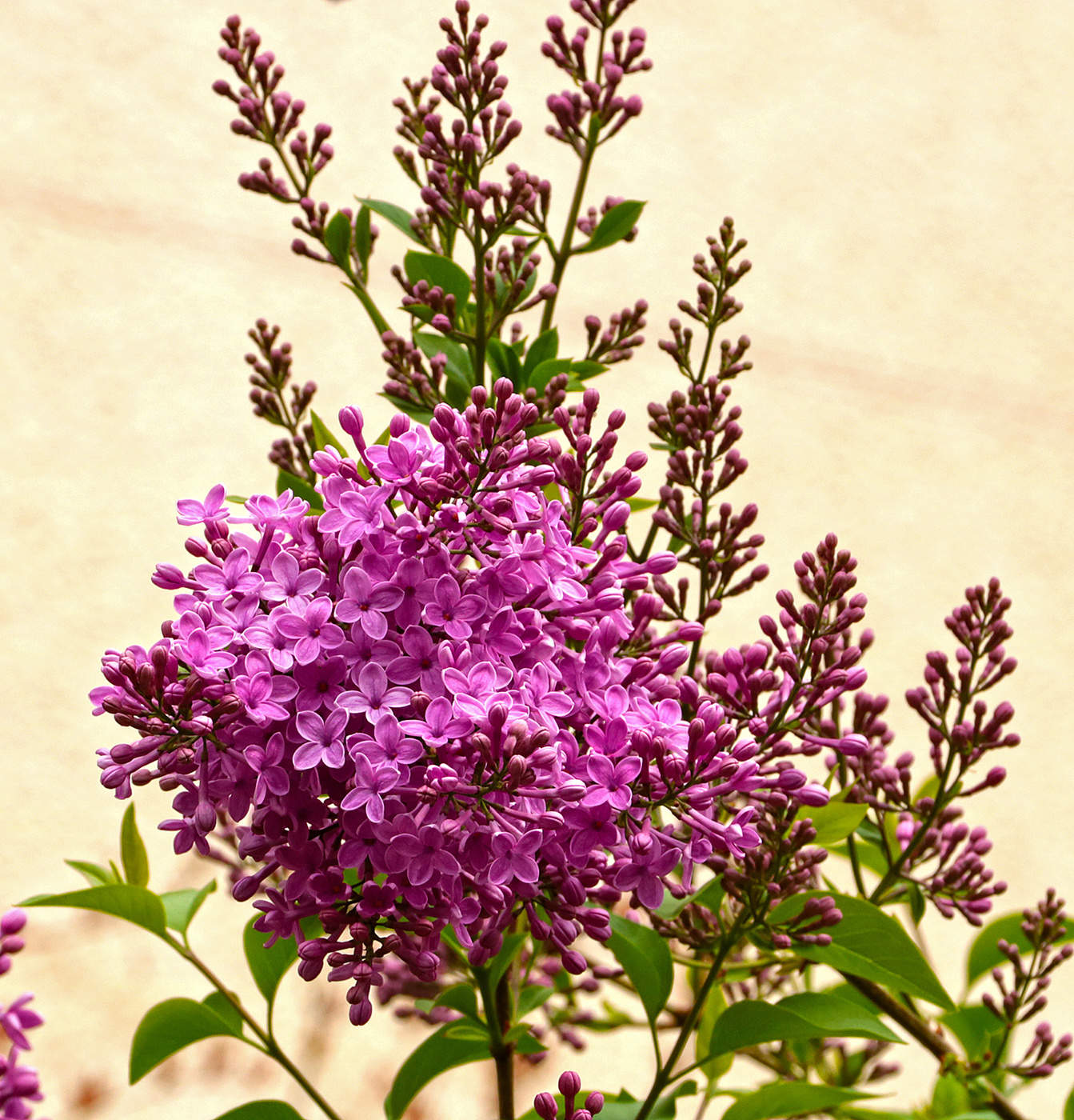 Сиреневая весна