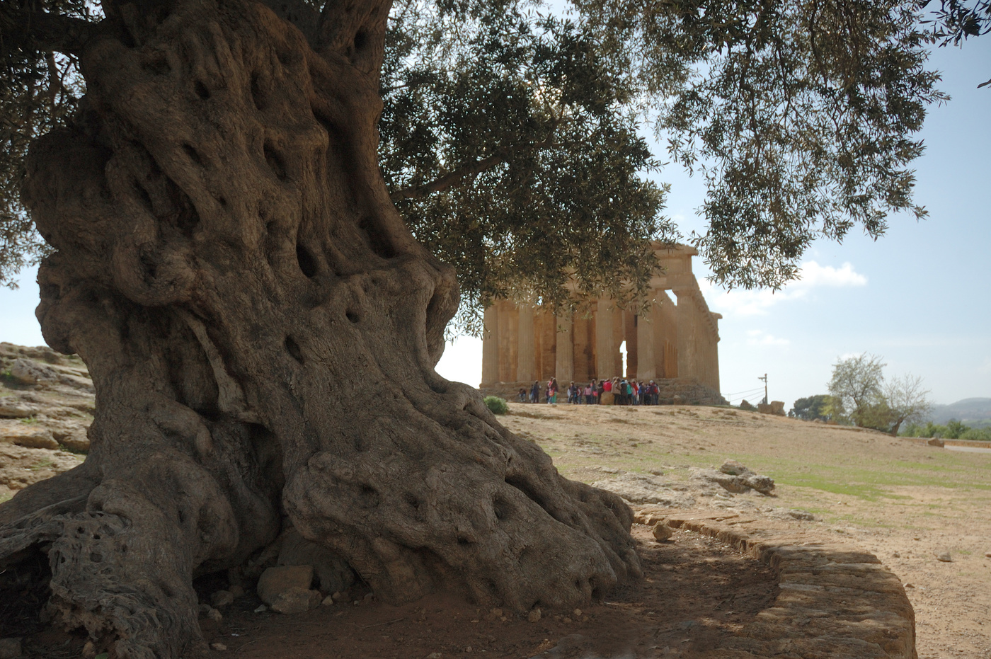 Старая олива