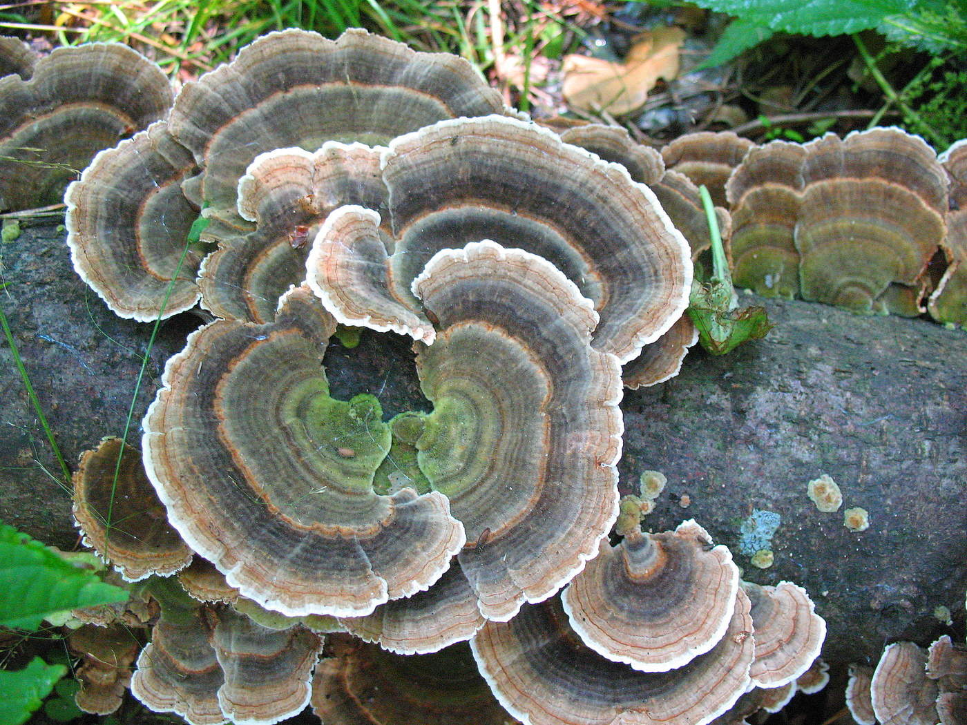 В той или иной форме