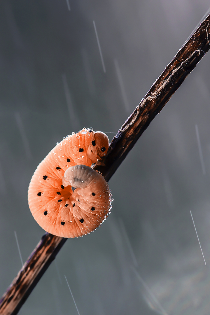 Гусеница в форме мандариновой дольки...