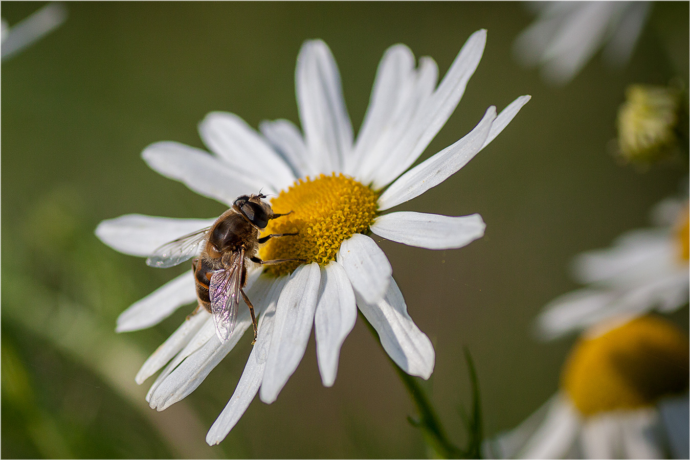 Пчел и ромашка