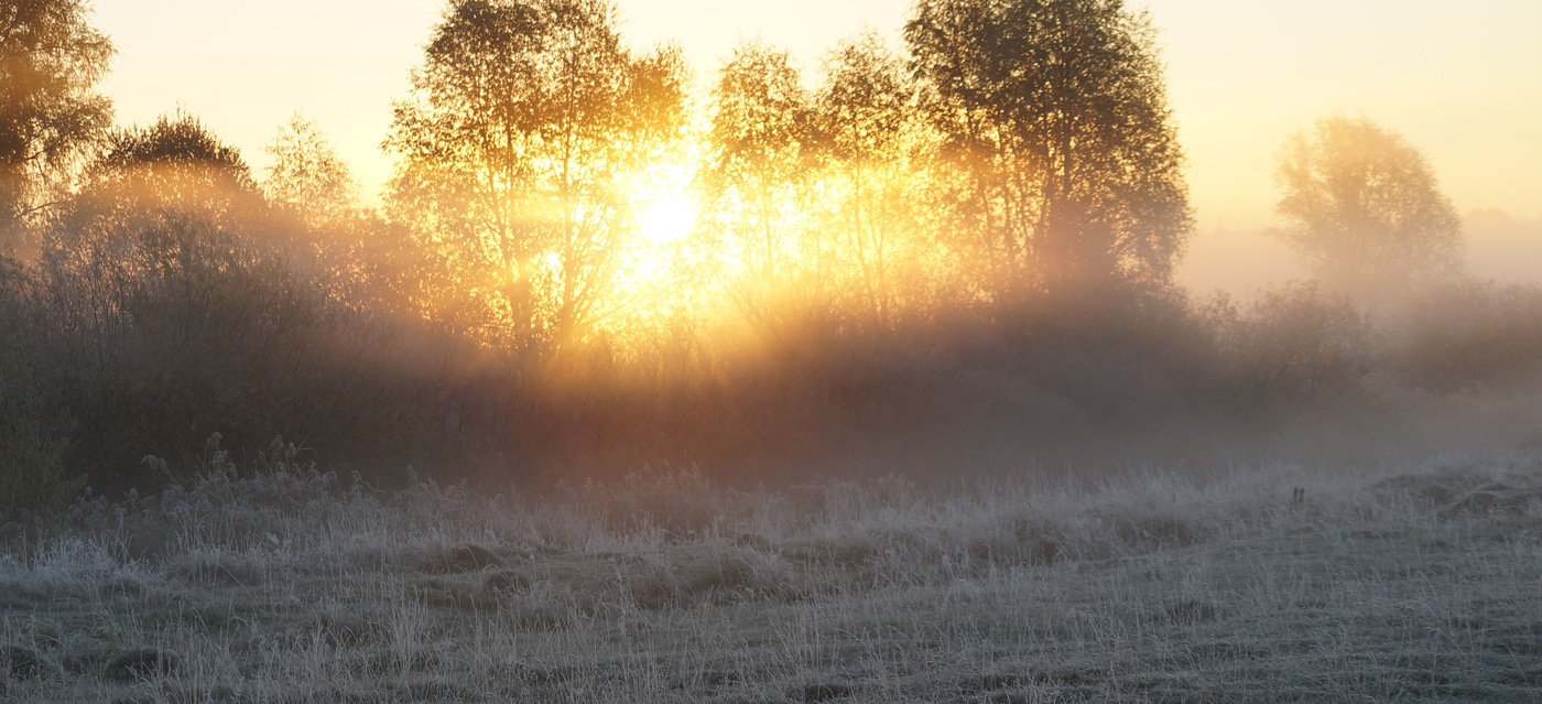 Туман над лугом