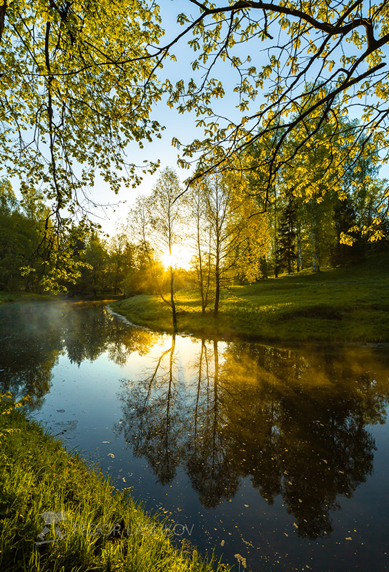 Весенняя листва
