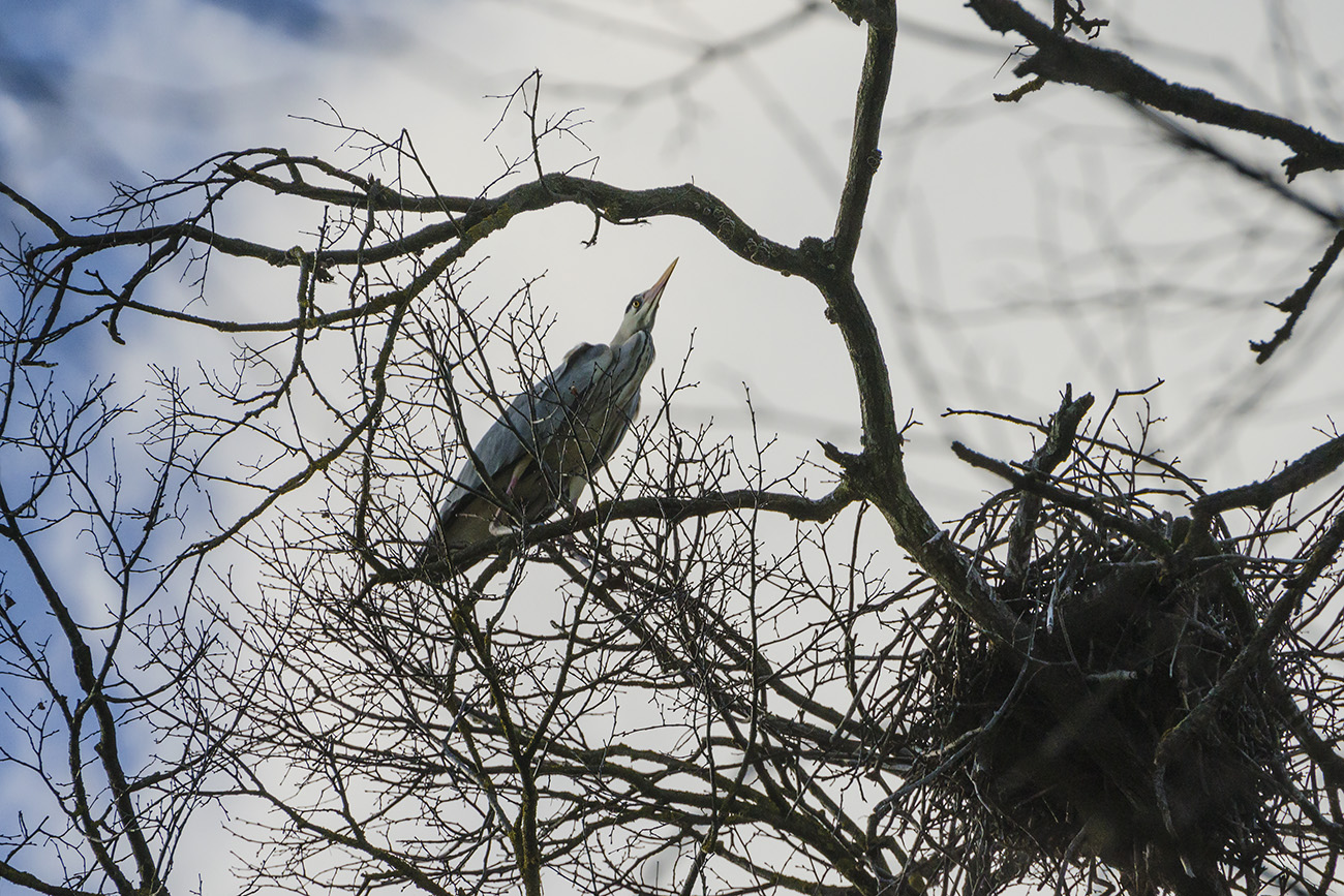 Через тернии к гнёздам