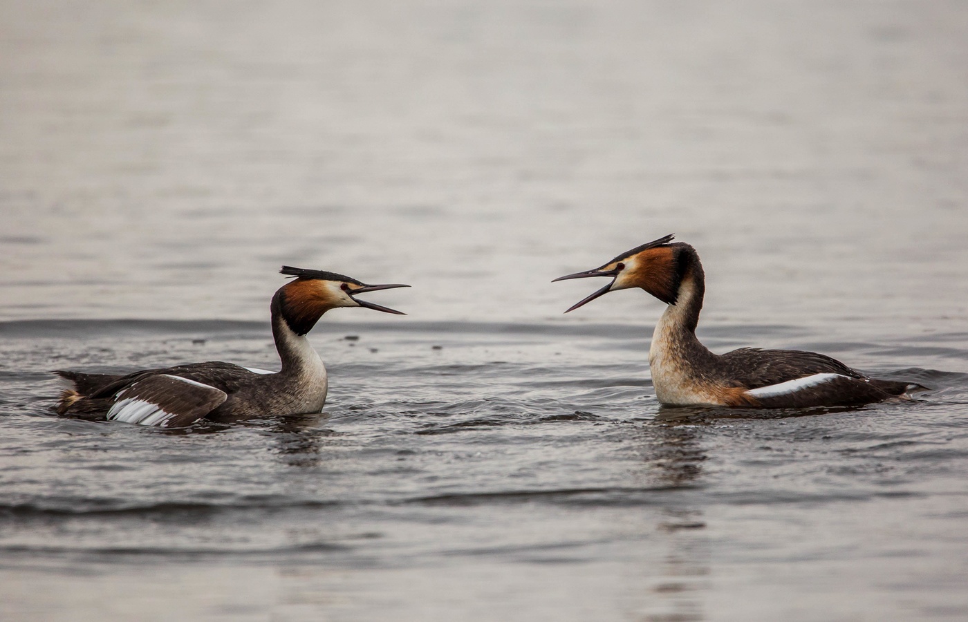 Перед дракой