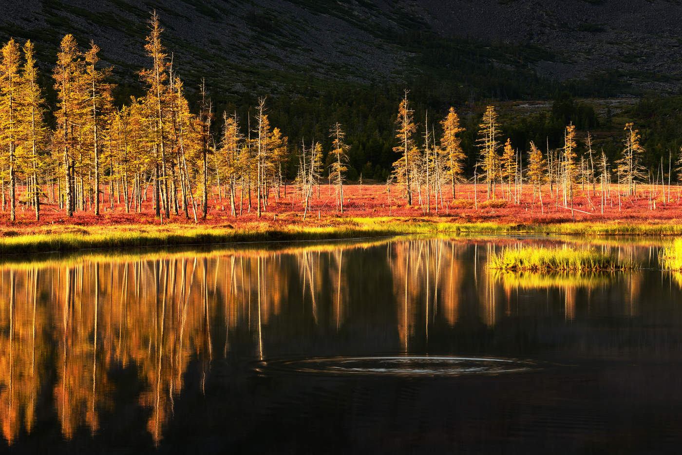 Золото...Золото Колымы...