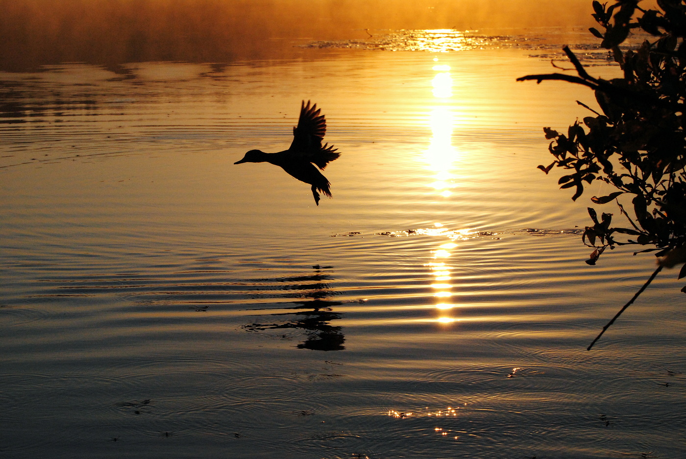 Навстречу дню чудесному...