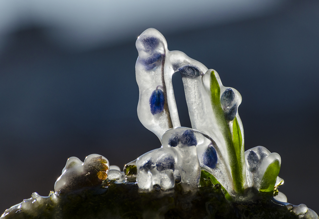 Отыскать весну среди холода