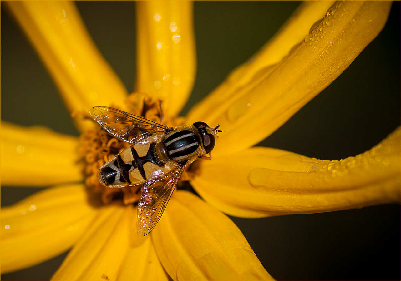Маскировка