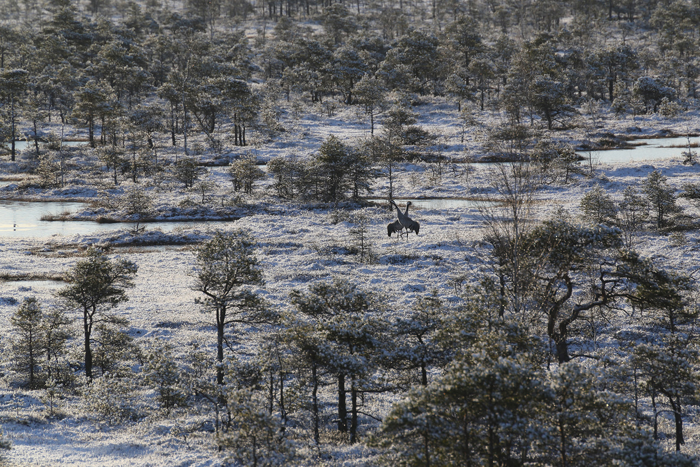 Весенние танцы журавлей