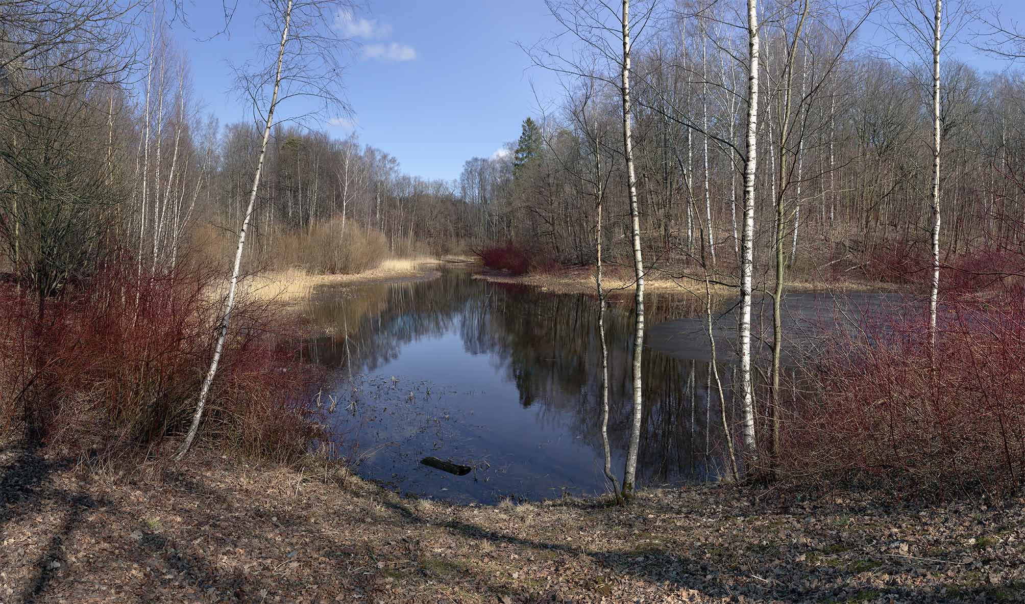 Вновь весною из полёта возвратятся утки, Стосковавшись по озёрам с голубой водой…