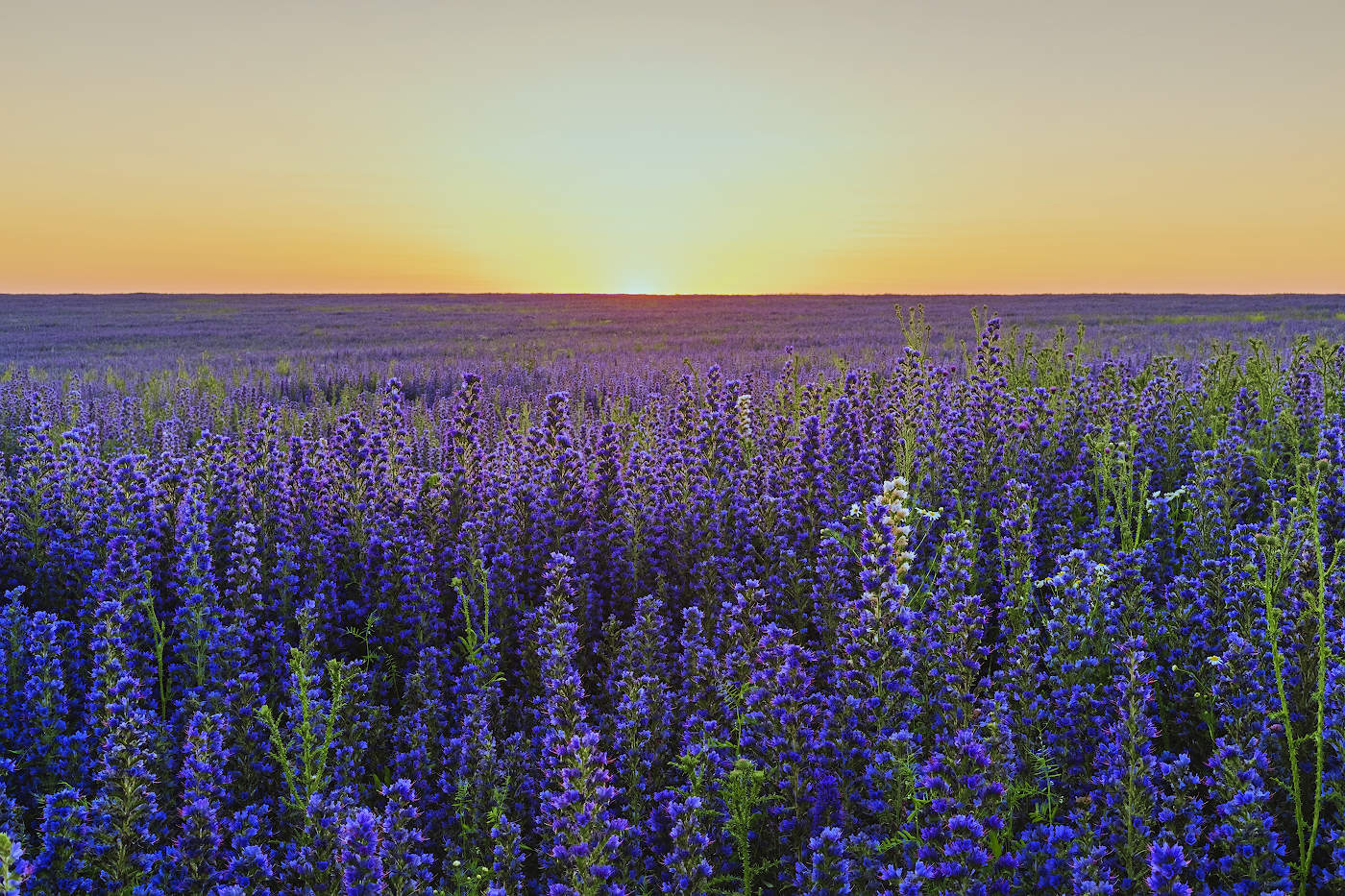 Цветение синяка