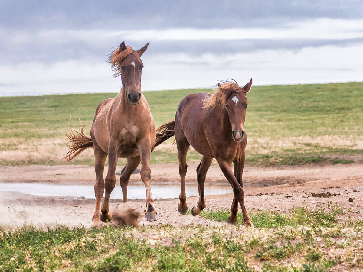 Дрожит земля