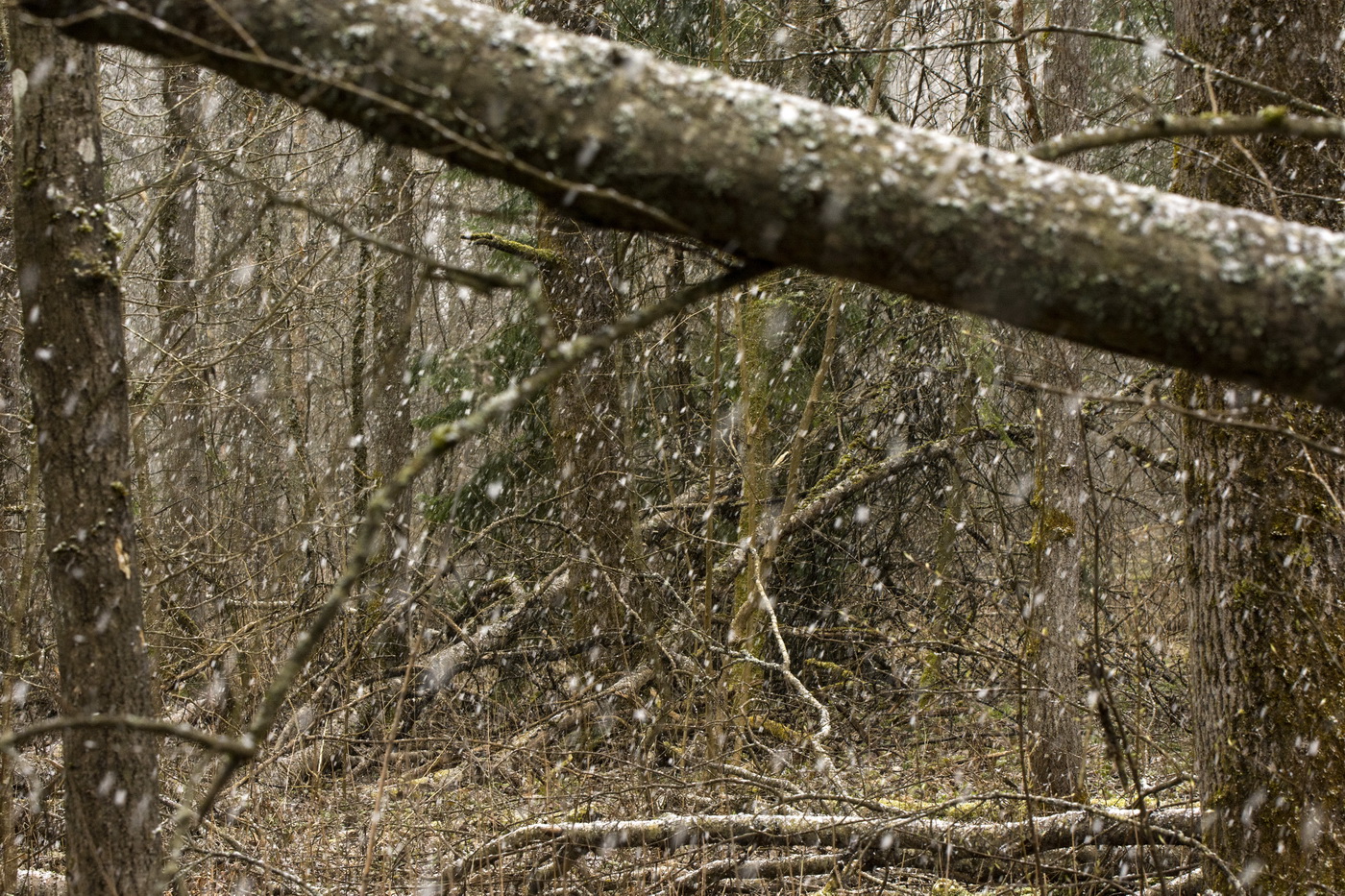 Карантинная пятница