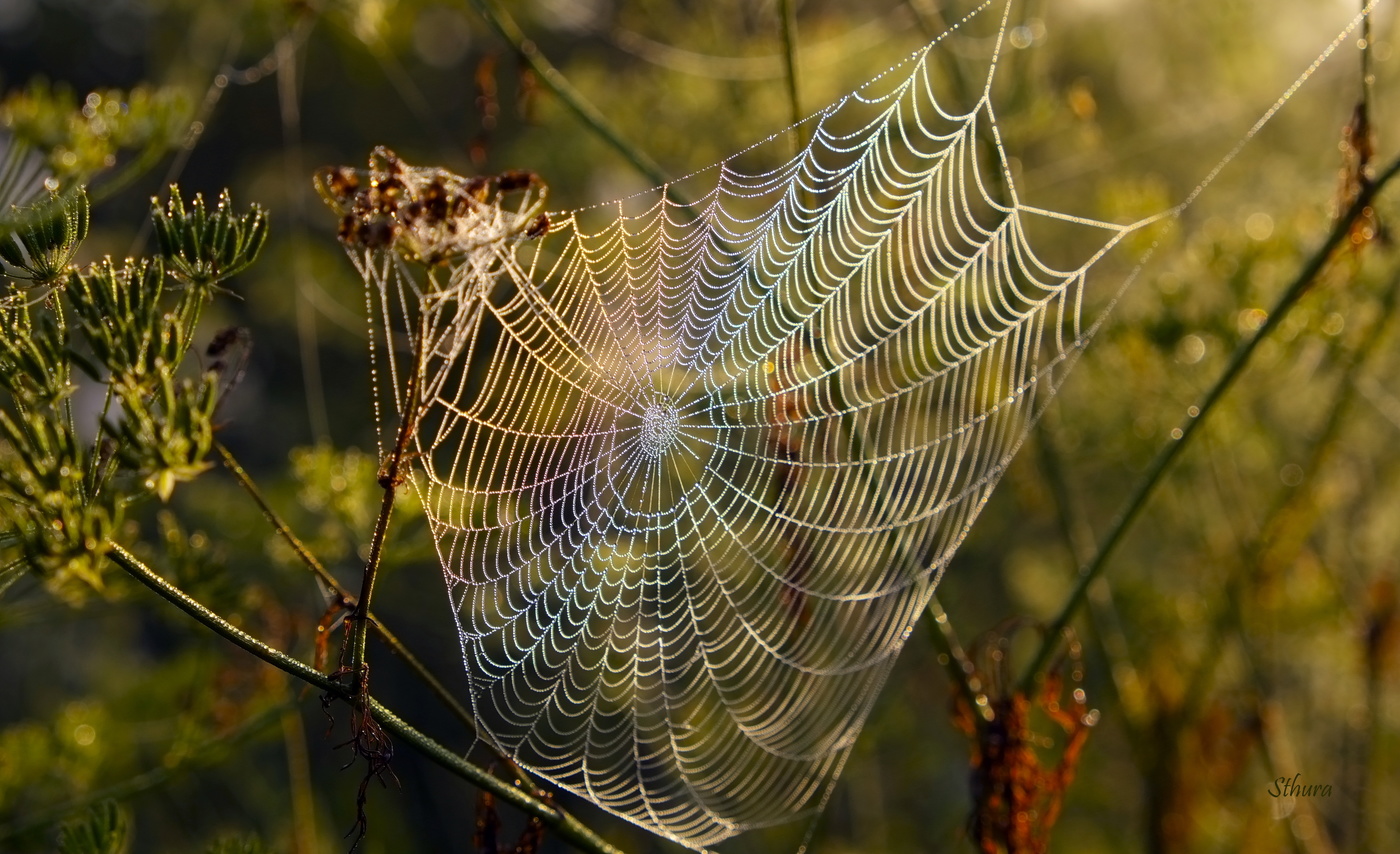 .Радужная паутина.