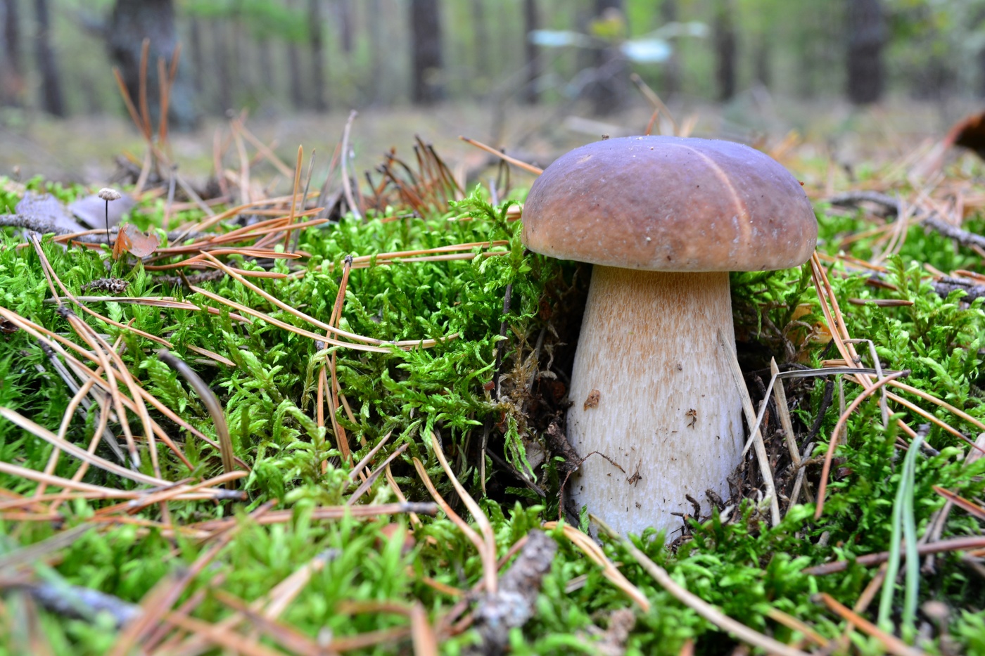 В сосновом лесу