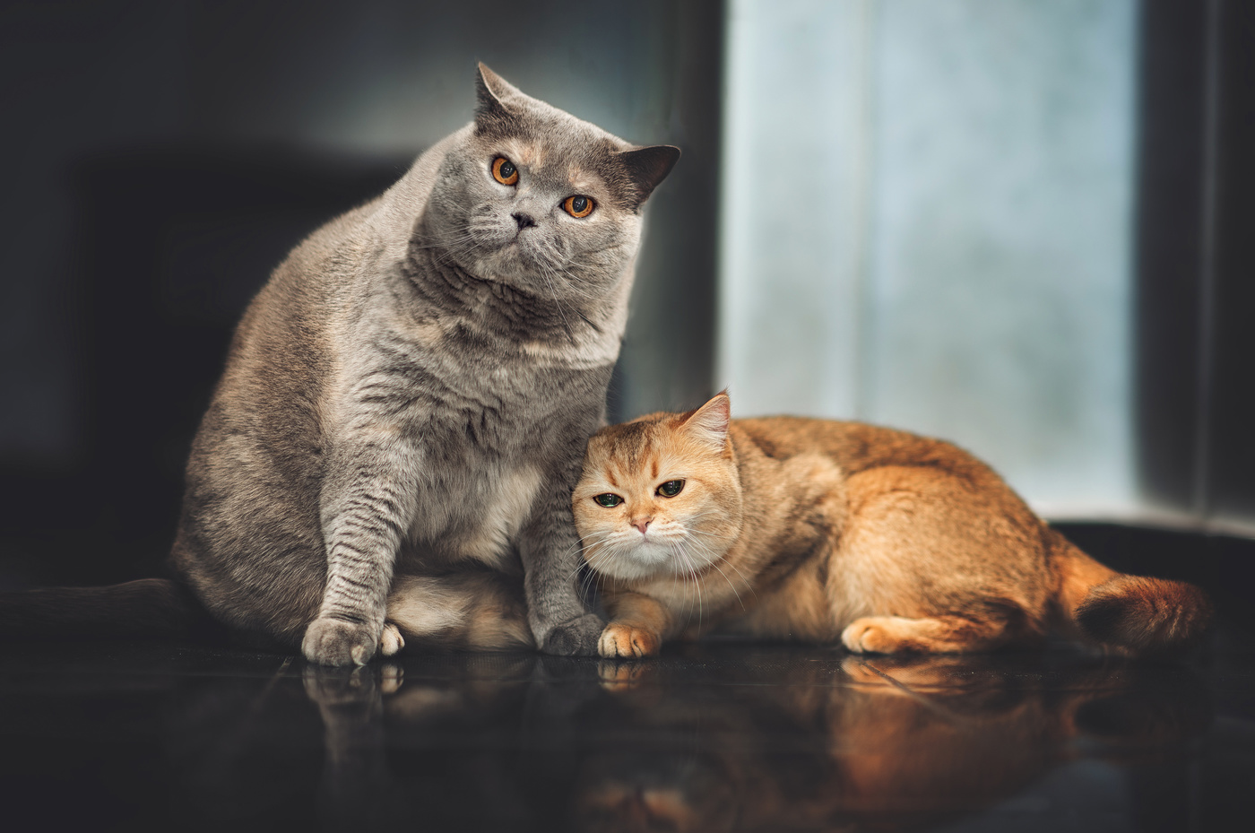 У вас дома нет кота, кого ж вы любите тогда..?)