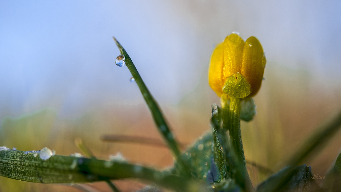 Цветок и росинка.