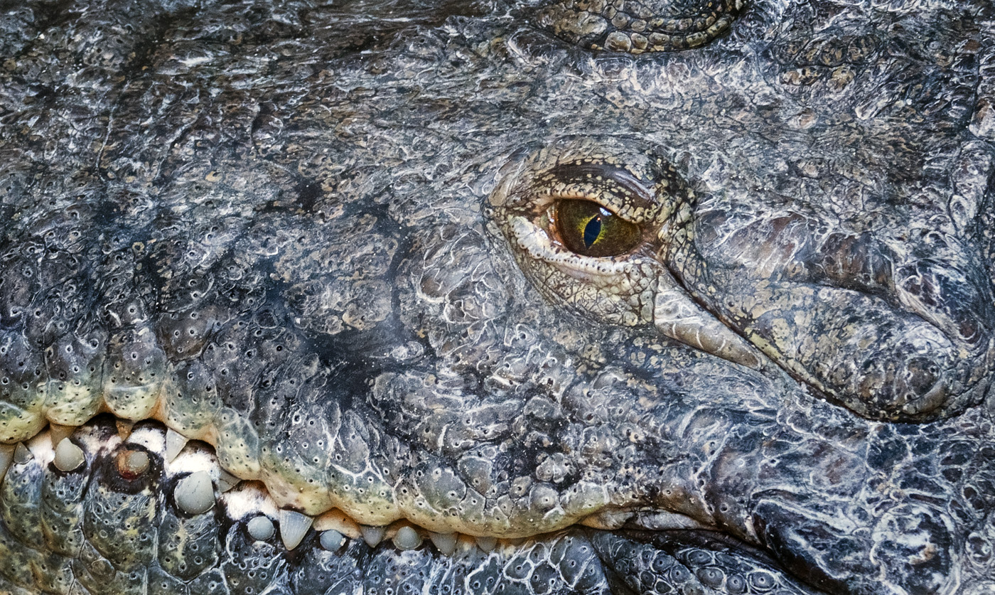 Портрет коронавируса