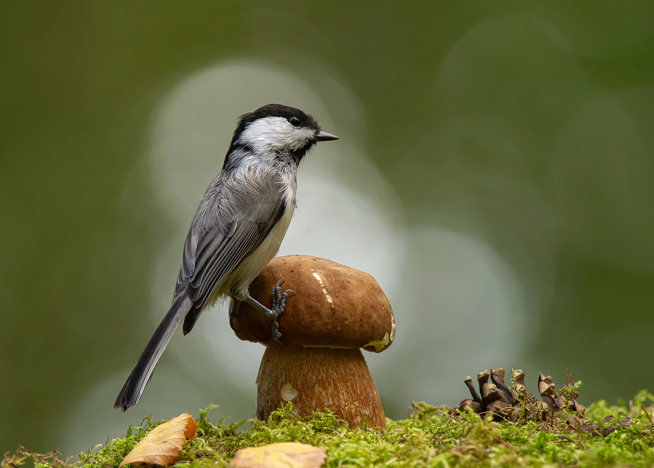 Картинка из леса