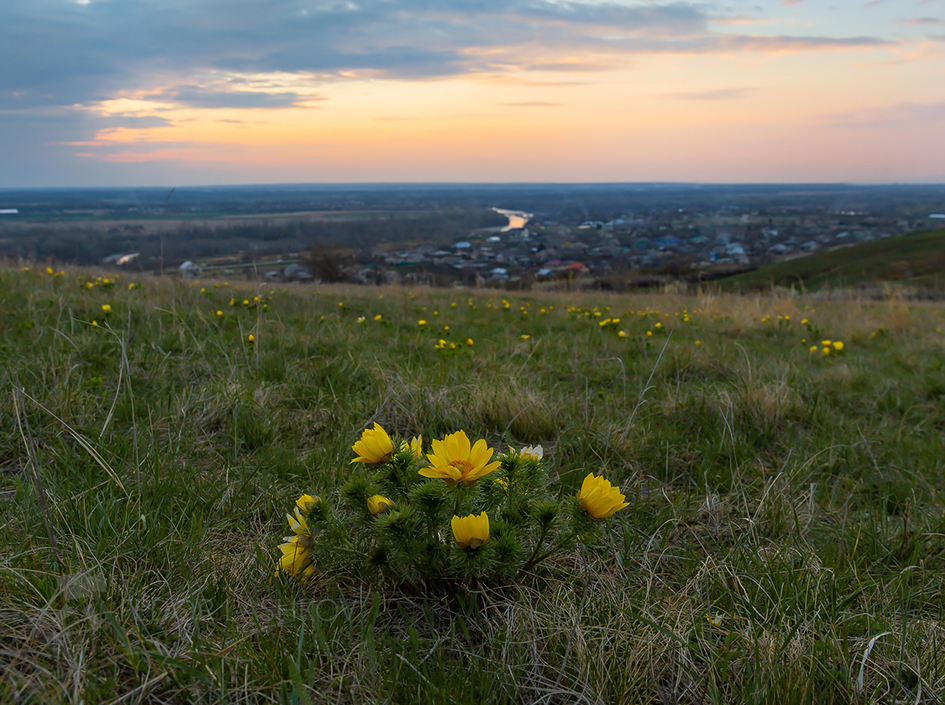 Адонис весенний