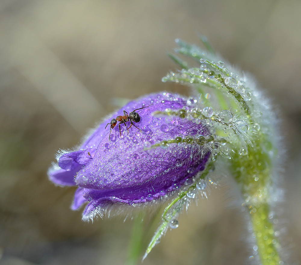 Весеннее настроение.