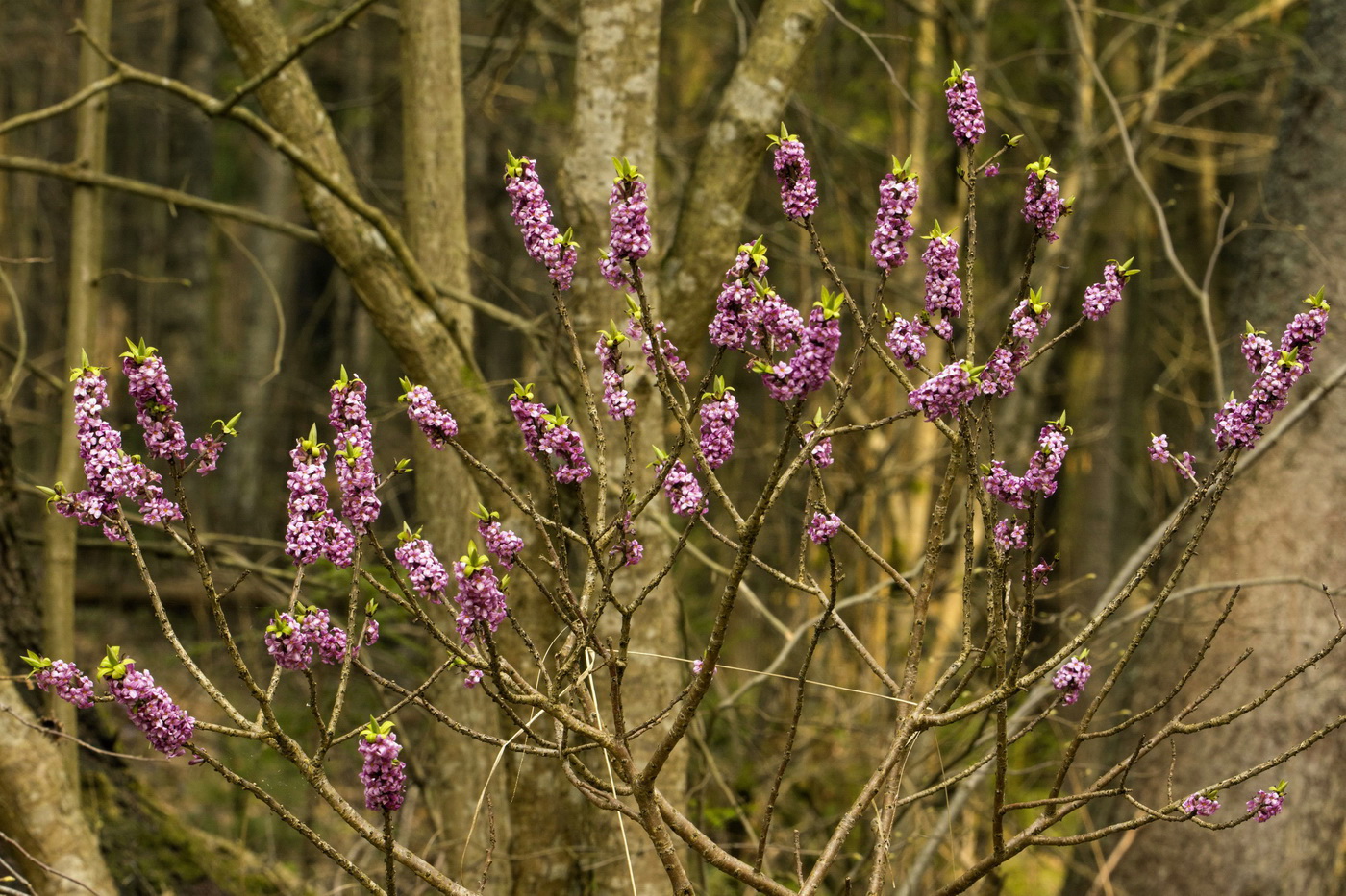 Волчье лыко