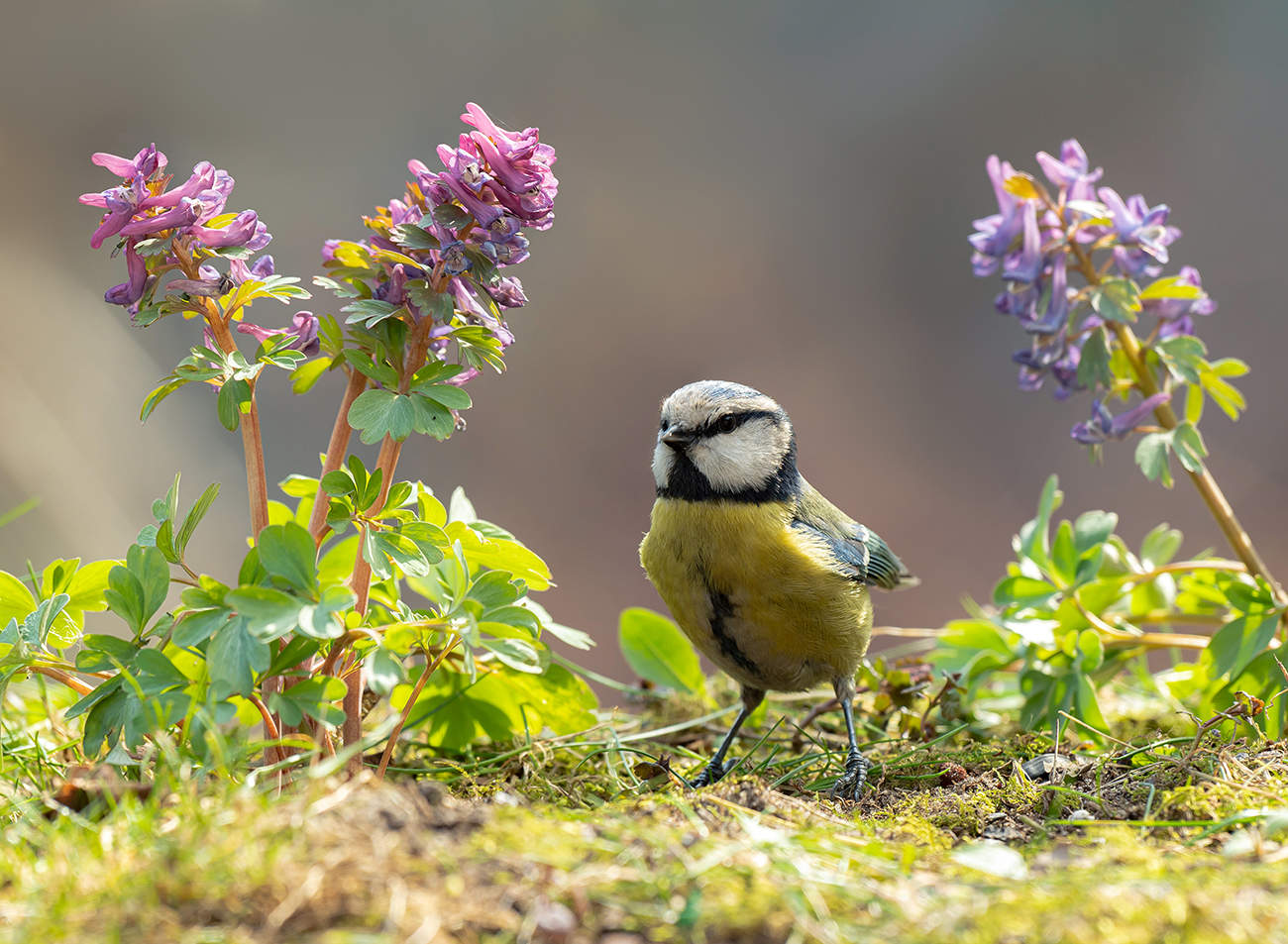 Прогулка по саду