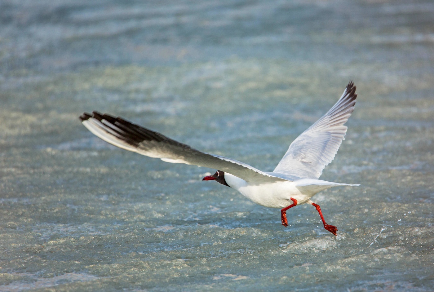 Разбег перед взлетом