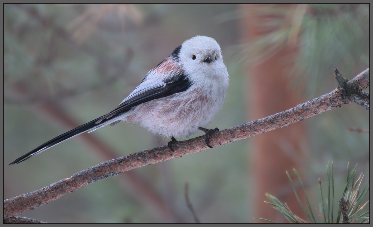 Этот хвост для семерых рос, а одному достался