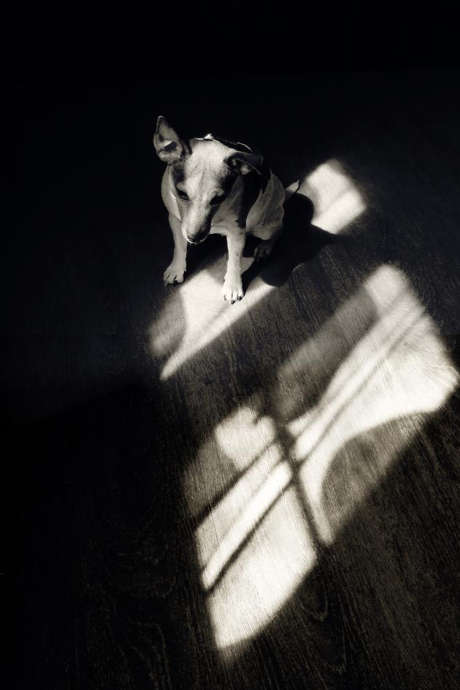 самоизолянт