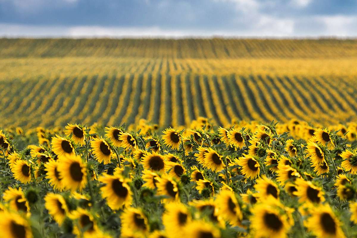 Июльский строй