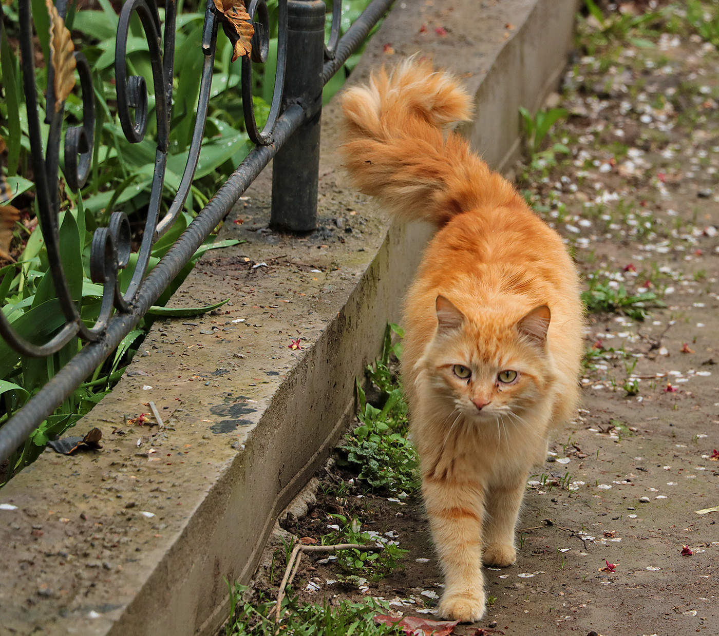 Мы, рыжие, такие.... пышнохвостые...