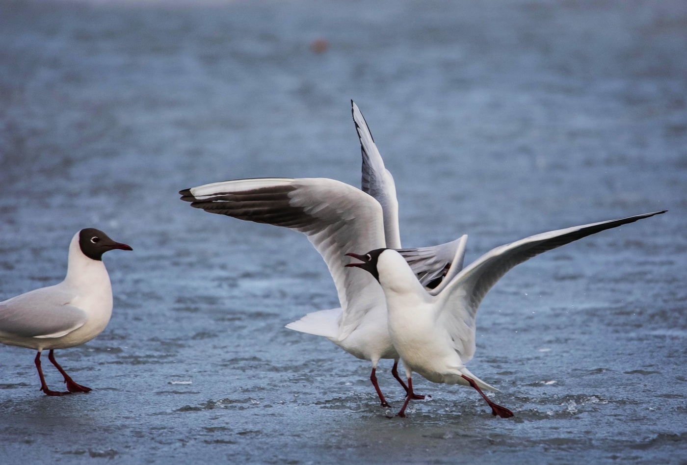 Весенние страсти
