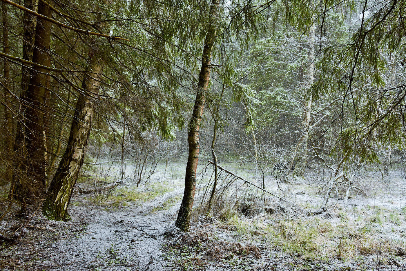 "Полуапрель и полуслякоть ..."