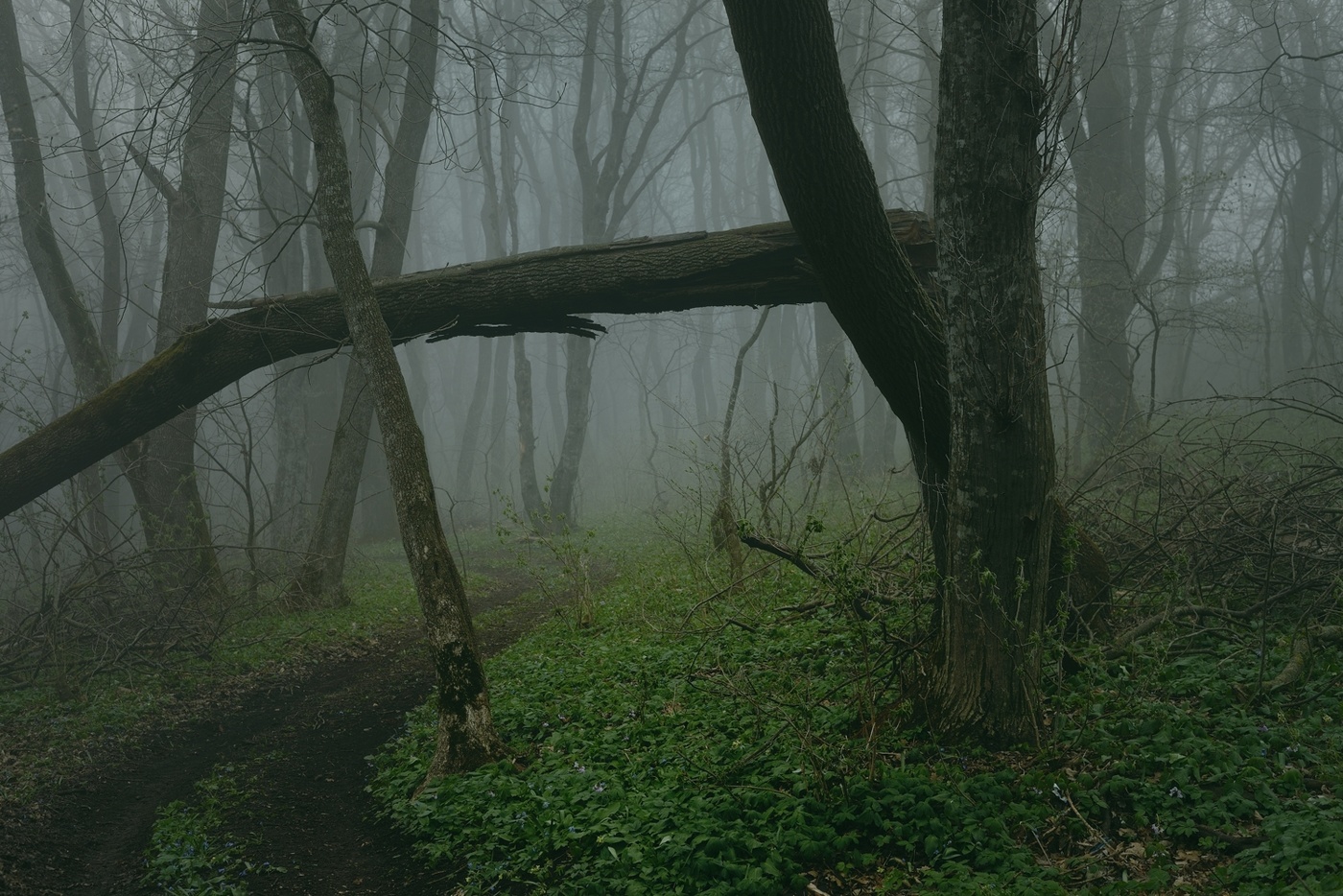 Тропа в лесу