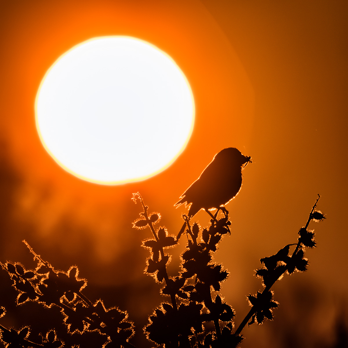 Завтрак на восходе