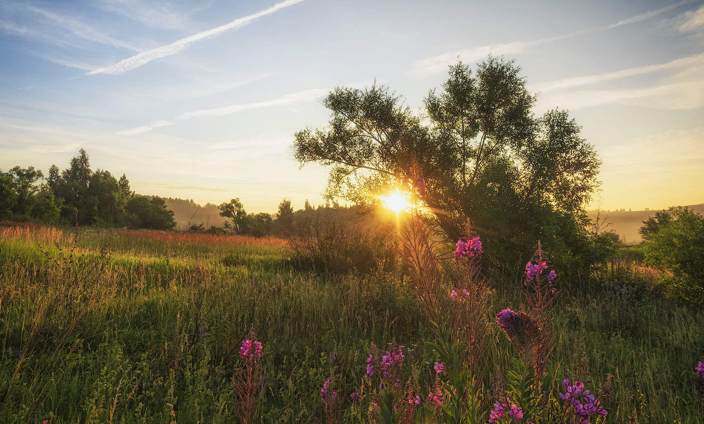 Цветёт иван-чай