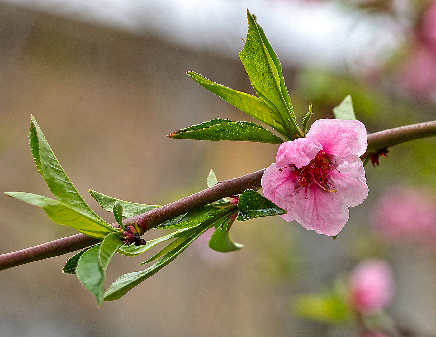 Персик грустит - когда же закончится карантин...