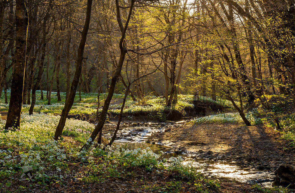 Лесной рассвет