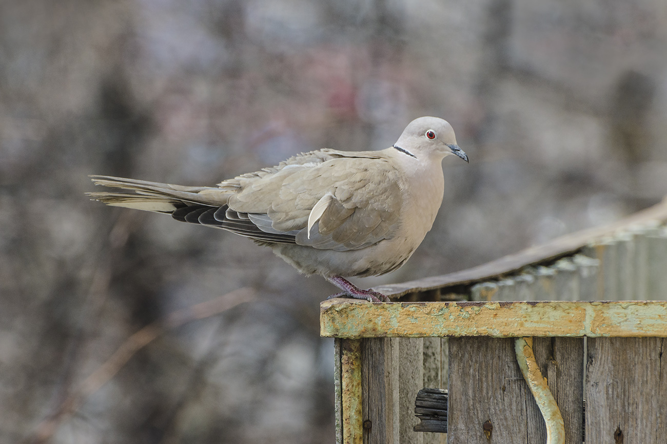 Замечательный сосед