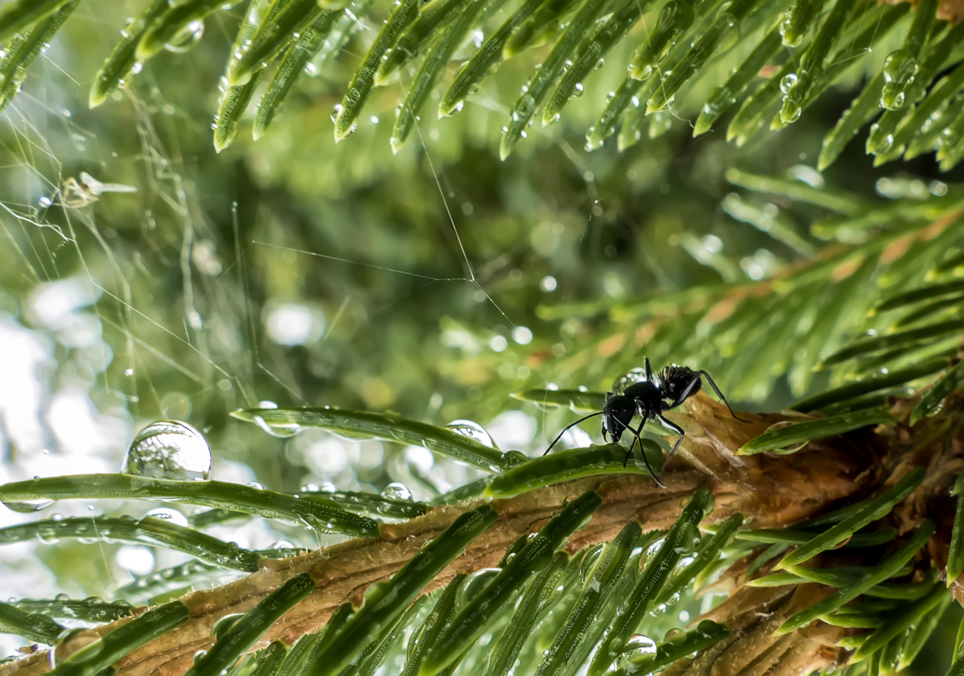 После дождя