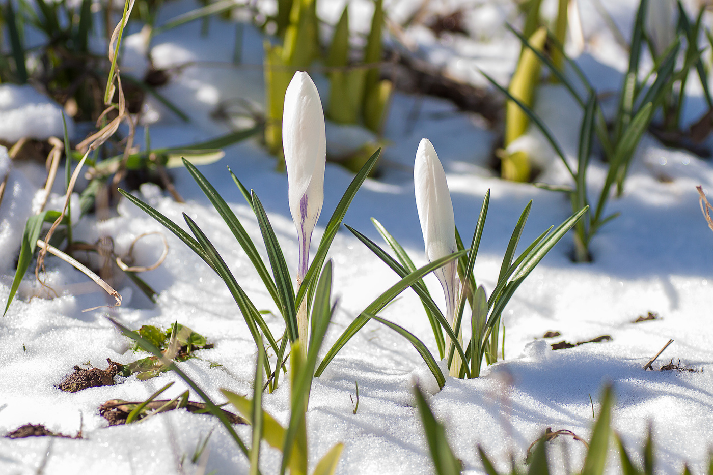 Крокусы