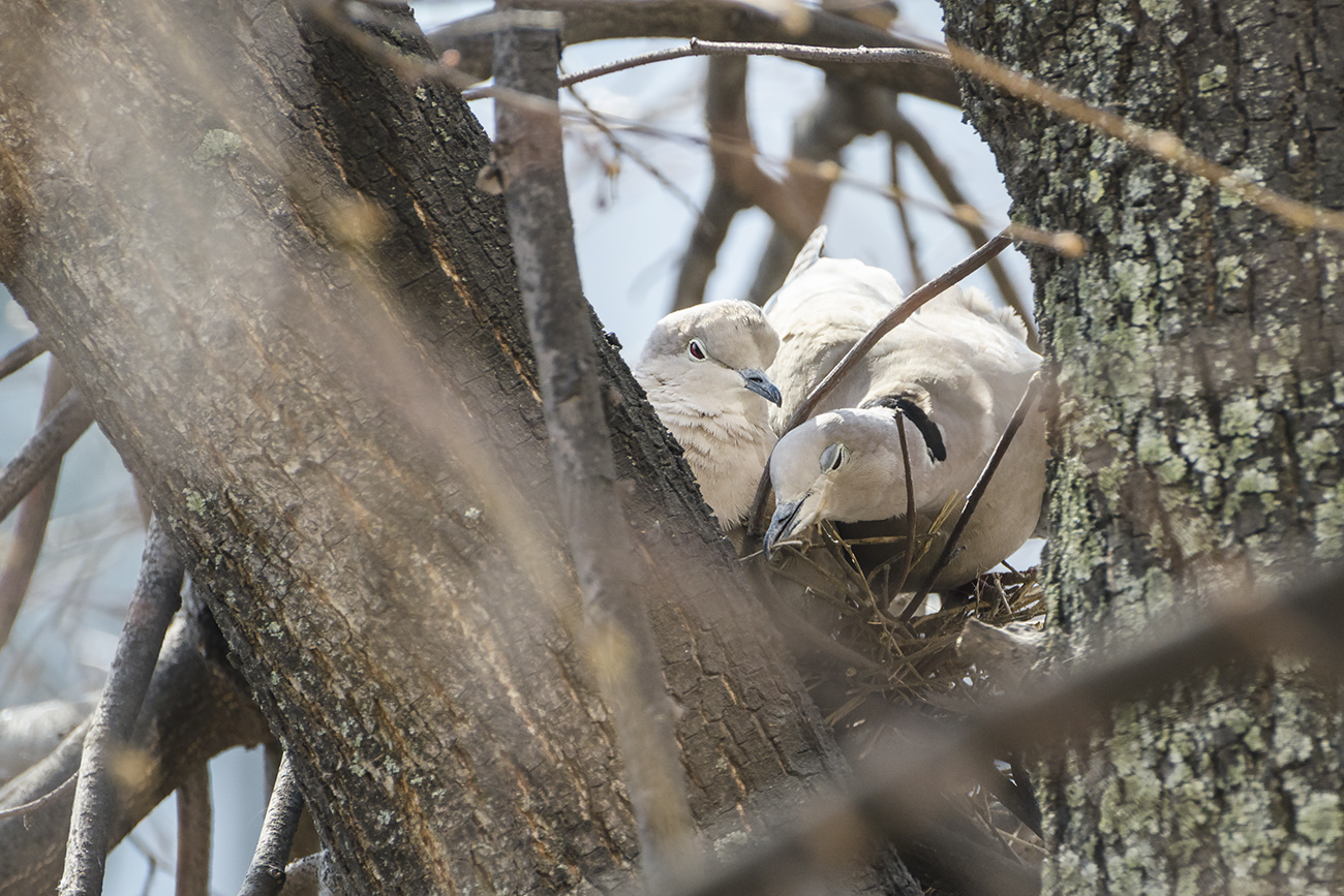 Мир на двоих