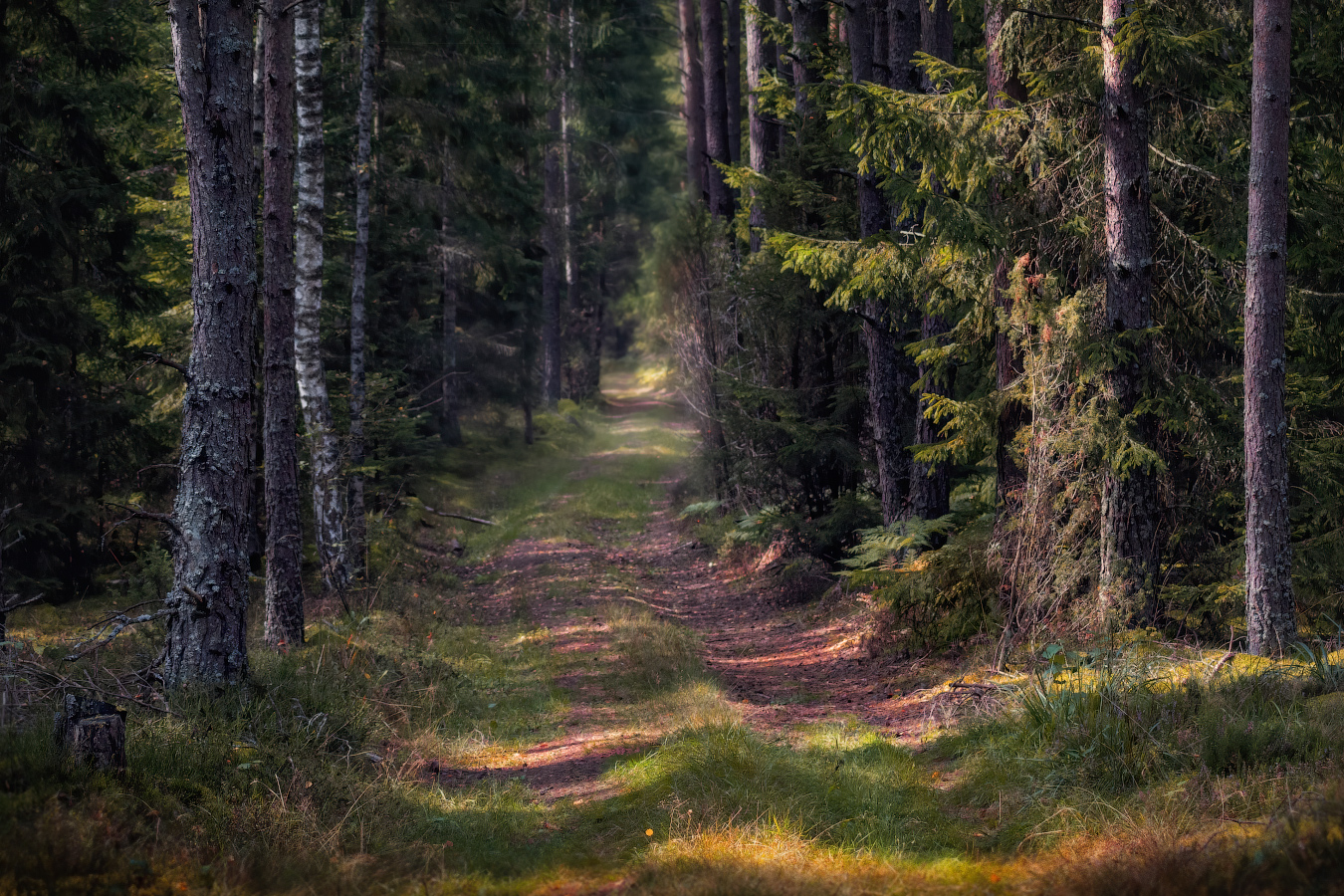 Лесная прогулка