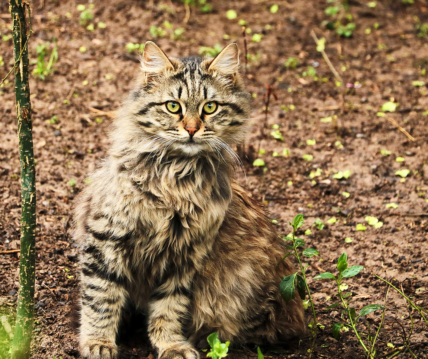 В маскхалате